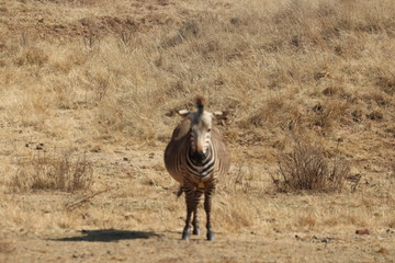 zebra south africa