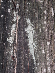 Tree bark