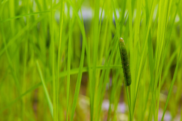 fall armyworm Spodoptera frugiperda on rice leaf. rice leaves .damage by worms
