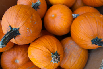 pumpkins for sale at the market inside a box. Farmers market organic