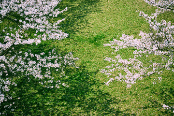 上から見たサクラと芝生