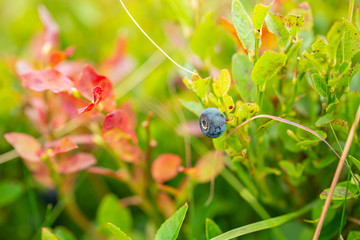 Close Up View of  Bilberry on Fresh Green Shrubs