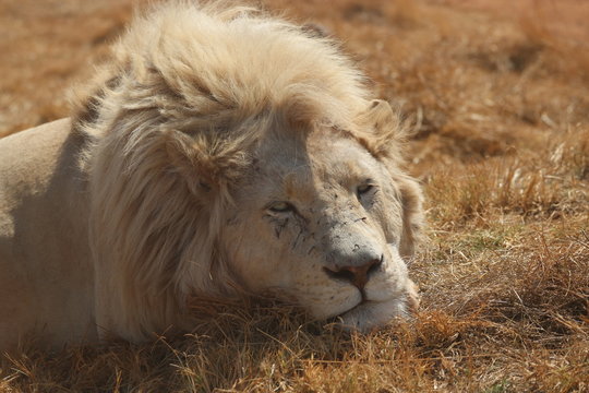 lion and lioness