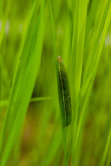 fall armyworm Spodoptera frugiperda on rice leaf. rice leaves .damage by worms