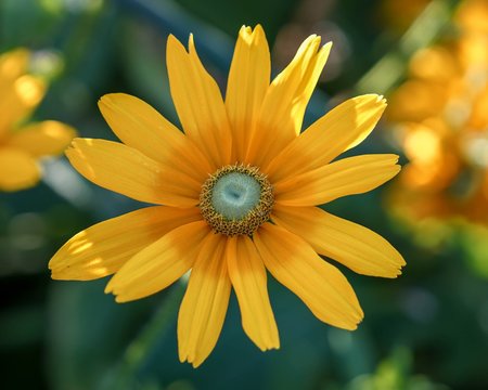 Yellow Sunflower with bokeh background