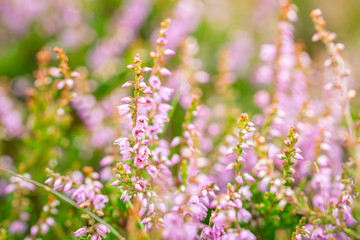 Blossom Heather Flowers Meadow Close Up