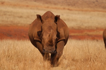 wild rhinoceros