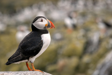 Puffin standing on a rock with the breeding colony in the background. Image taken in the Farne Islands, United Kingdom.