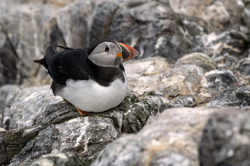 Juvenile puffin sitting on a rock. You can tell it's young by the gray feathers on its face.   Image taken in the Farne Islands, United Kingdom.