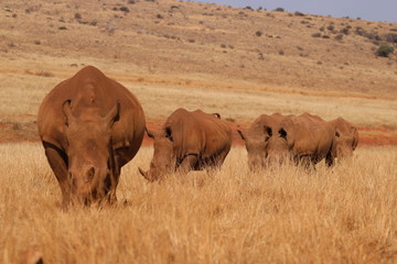 Naklejka premium herd of rhino