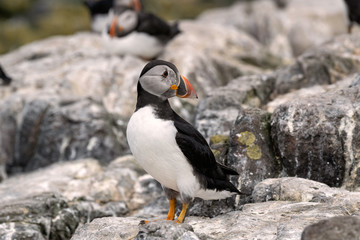 Fototapeta premium Juvenile puffin standing on a rock. You can tell it's young by the gray feathers on its face. Image taken in the Farne Islands, United Kingdom.