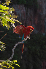 Arara vermelha do Pantanal