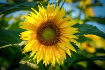 Brilliant Sunflower on a farm 