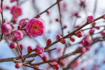ピンクの梅