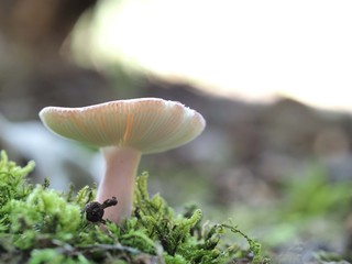 ケショウハツのアップ