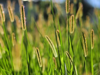 キンエノコログサの群生