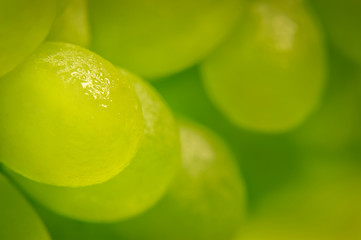 Green grapes from the fridge with condensate droplets on the skin. Selective focus. Close up. Macro shooting. Chilled fruits.