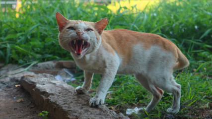 wild cat in my office