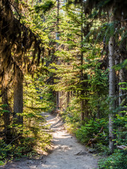 Trail in the low Alpine Wilderness in North Cascade Mountains