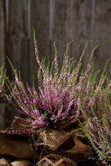 Forest heather close up. Still life on a wooden background. Beautiful heather.