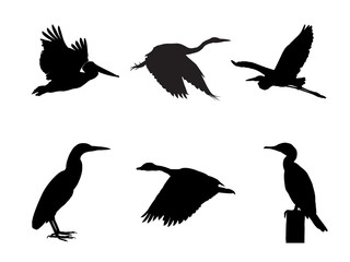 Collection of Water bird Bird on tree branch Silhouettes.