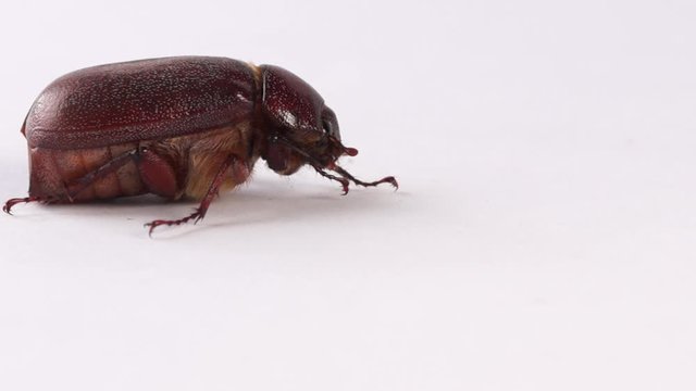 Muna beetle isolated on white, edible insect found in Papua New Guinea