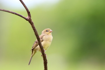 Bird  on a branch