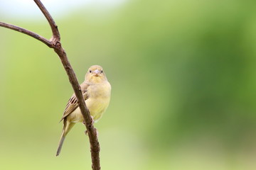 bird on a branch