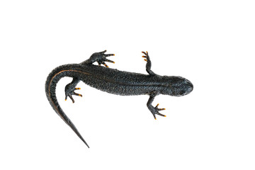 Black newt with tail tucked isolated on white background. The view from the top.