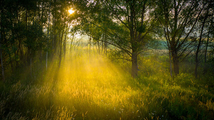 Dawn in the forest, the rays of the sun make their way through the fog, creating great volume in the frame. Concept, peace and meditation.