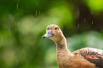 Lesser Whistling-Duck (Dendrocygna javanica) standing on wooden rail in the rain with sunlight.