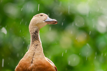 Lesser Whistling-Duck (Dendrocygna javanica) standing on wooden rail in the rain with sunlight.