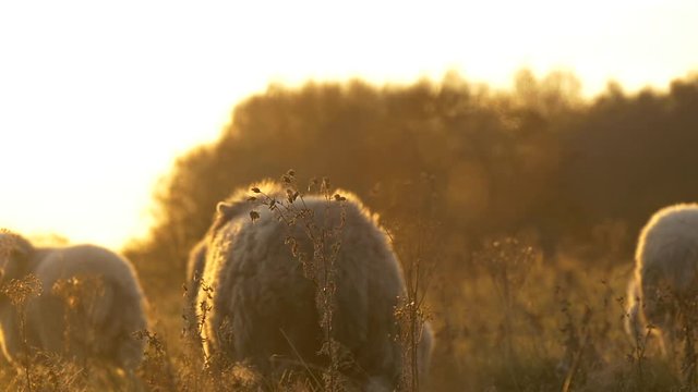 Slow motion herdwick sheep breathing on a cold day in British farm field  sunset