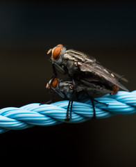 Fly