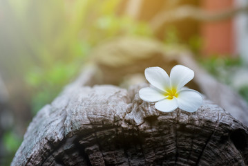 Plumeria asia flower Put on old wood