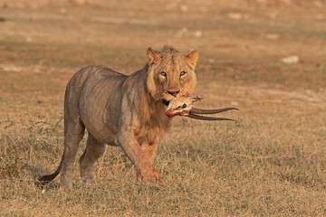 Fototapeta na wymiar Lion carrying Thompsons Gazelle's Head at Amboseli