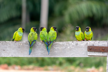 A baeautiful group of Periquito-de-cabeça-preta (Nanday Parakeet),  in their natural habitat at Pantanal, Mato Grosso do Sul, Brazil