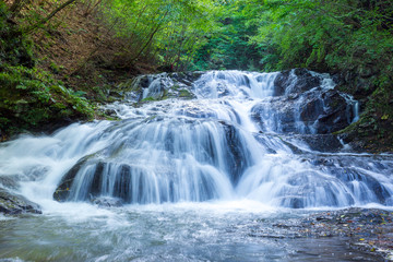 Fototapeta premium 深緑の北軽井沢 魚止め滝