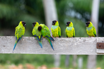 A baeautiful group of Periquito-de-cabeça-preta (Nanday Parakeet),  in their natural habitat at Pantanal, Mato Grosso do Sul, Brazil