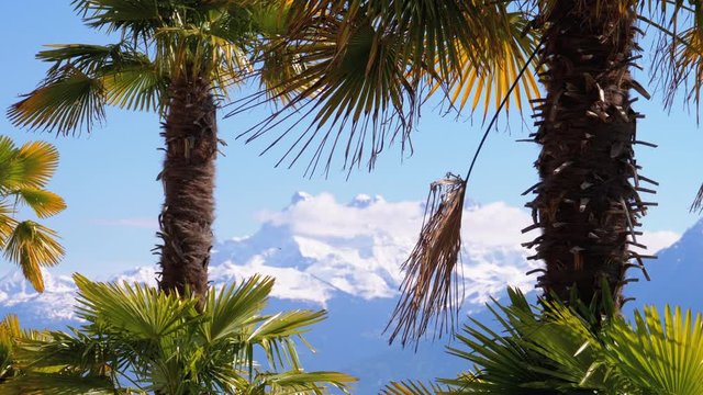 Landscape view through Palm Trees on Switzerland Snowy Alps. Montreux Embankment