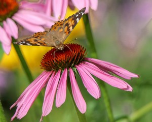 Painted Lady butterfly on cone flower