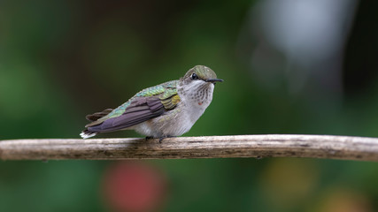 It's A Hard Life But I Love It