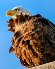 Bald Eagle Portrait