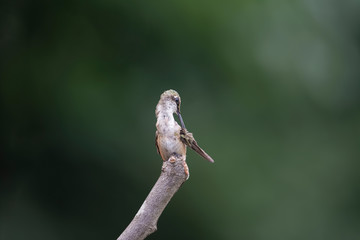 Preening