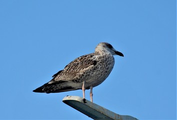 seagull on a rock