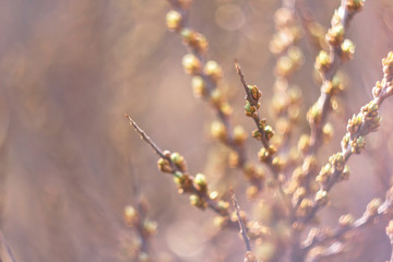 Young buds on the branches of a sea-buckthorn tree on a sunny spring day macro.