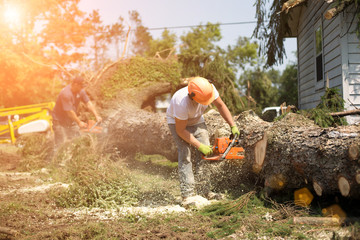 Lumberjack cutting tree. man cutting trees using an electrical chainsaw. Lumberjack. cutting tree....