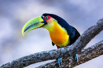 Colorfull Red-brested Toucan (Tucano-de-bico-verde) on a tree branch in the Atlantic rainforest, at The Itatiaia National Park, Brazilian conservation unit of integral nature protection.