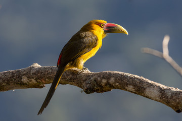 Colorfull Saffron Toucanet (Aracai-banana) on a tree branch in the Atlantic rainforest, at The Itatiaia National Park, Brazilian conservation unit of integral nature protection.