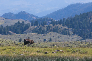 Colorful landscape with a bison. Yellowstone NP.